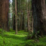 Humboldt Redwoods State Park. Photo by Max Forster