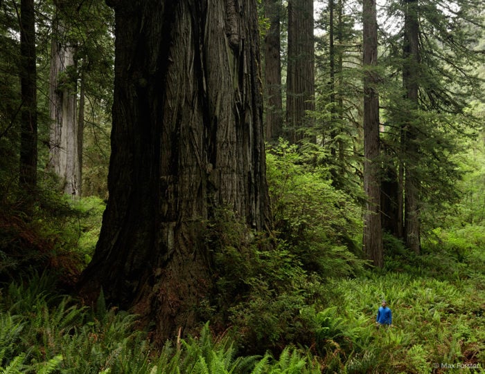 Prairie Creek Redwoods State Park. Photo by Max Forster