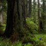 Prairie Creeek Redwoods State Park. Photo by Max Forster