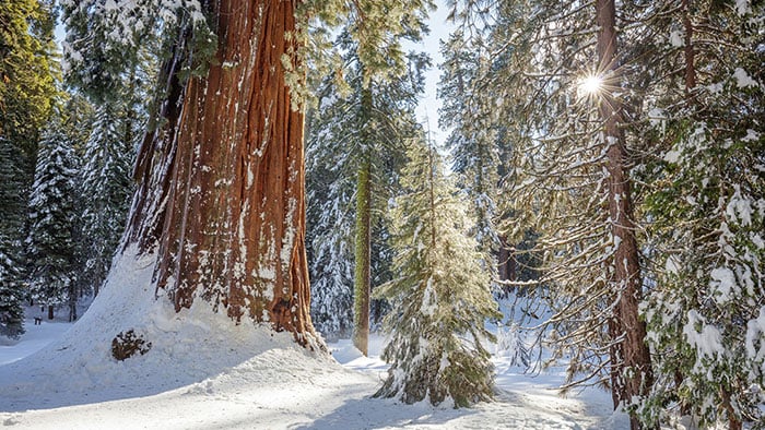 Sequoia forest in winter