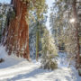 Winter in Sequoia National Park. Photo by Max Forster, @maxforsterphotography