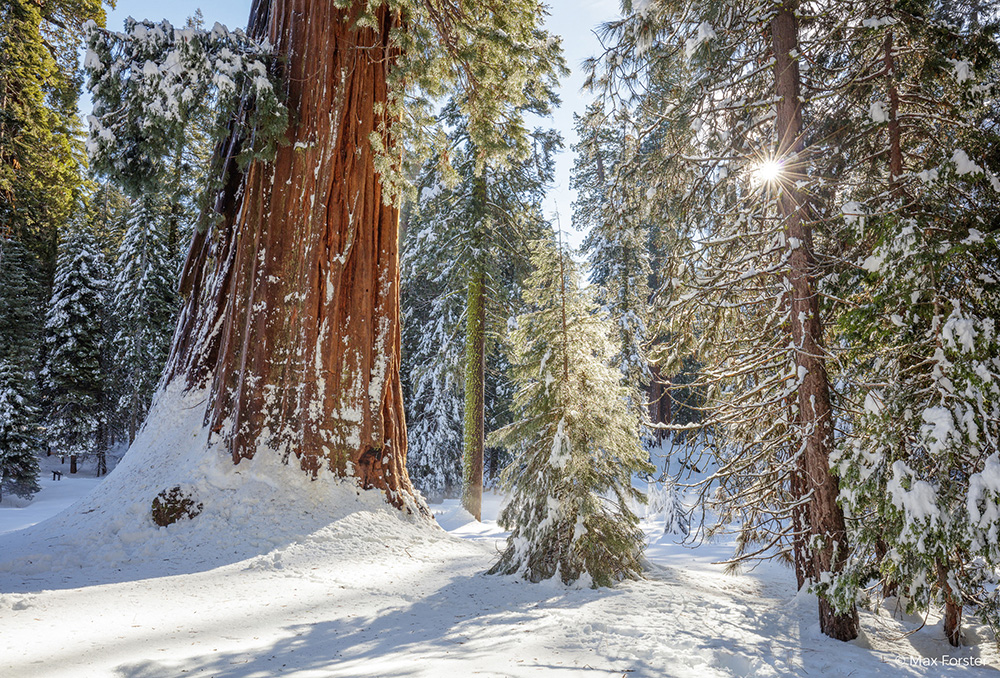 A snow-covered giant sequoia tree in Sequoia National Park in wintertime. Photo by Max Forster, @maxforsterphotography