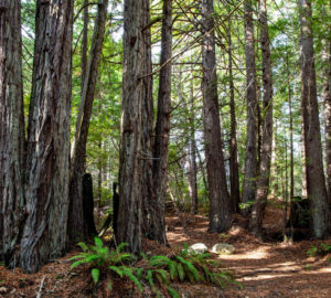 Tc’ih-Léh-Dûñ is a 523-acre property, now owned by the InterTribal Sinkyone Wilderness Council, located on California’s Lost Coast in northern Mendocino County. Photo by Max Forster (@maxforsterphotography), courtesy of Save the Redwoods League.
