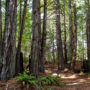 Tc’ih-Léh-Dûñ is a 523-acre property, now owned by the InterTribal Sinkyone Wilderness Council, located on California’s Lost Coast in northern Mendocino County. Photo by Max Forster (@maxforsterphotography), courtesy of Save the Redwoods League.