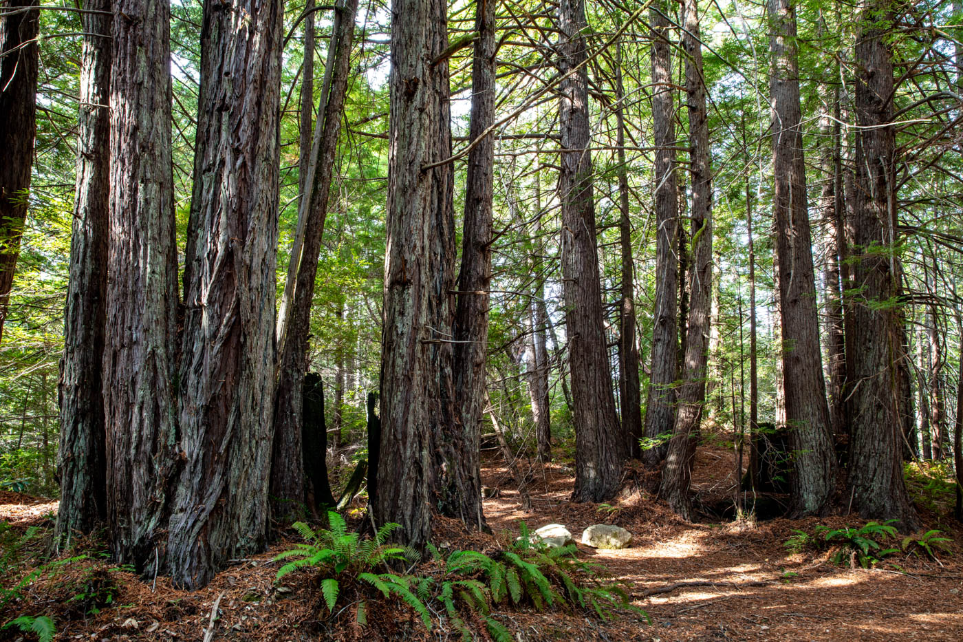 Image of old growth stands of coast redwoods on a sunny day.