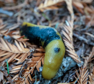 A banana slug in Tc’ih-Léh-Dûñ. Photo by Max Forster (@maxforsterphotography), courtesy of Save the Redwoods League.