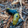 A banana slug in Tc’ih-Léh-Dûñ. Photo by Max Forster (@maxforsterphotography), courtesy of Save the Redwoods League.