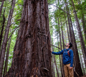 Save the Redwoods League holds a conservation easement for Tc’ih-Léh-Dûñ and will steward the property in partnership with the InterTribal Sinkyone Wilderness Council. Photo by Max Forster (@maxforsterphotography), courtesy of Save the Redwoods League.