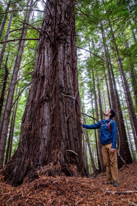 A young man touching a redwood and looking at the canopy.