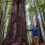 Save the Redwoods League holds a conservation easement for Tc’ih-Léh-Dûñ and will steward the property in partnership with the InterTribal Sinkyone Wilderness Council. Photo by Max Forster (@maxforsterphotography), courtesy of Save the Redwoods League.