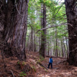 A woman with dark, mid-length hair, wearing a blue jacket and dark pants, standing between two giant redwood trees looking up at the canopy with hand in her pocket.