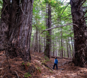 A woman with dark, mid-length hair, wearing a blue jacket and dark pants, standing between two giant redwood trees looking up at the canopy with hand in her pocket.