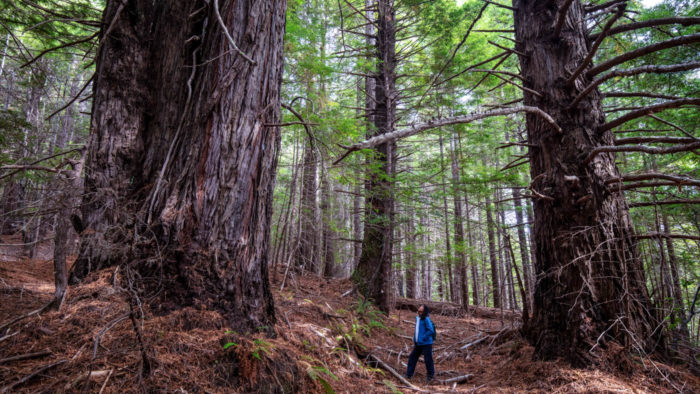 Dana Viloria looking up at old-growth redwoods at Fish Run Place