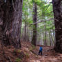 Tc’ih-Léh-Dûñ, 523 acres of forestland donated to the InterTribal Sinkyone Wilderness Council. Photo by Max Forster (@maxforsterphotography), courtesy of Save the Redwoods League.