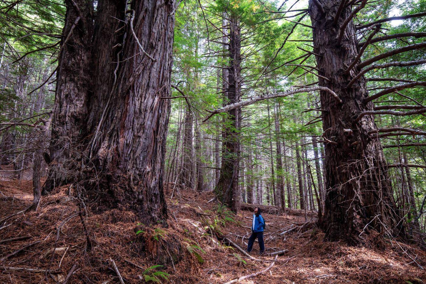 A woman with dark, mid-length hair, wearing a blue jacket and dark pants, standing between two giant redwood trees looking up at the canopy with hand in her pocket.