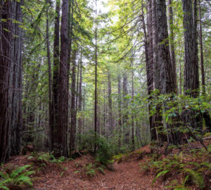 The second-growth trees exhibit late-seral characteristics, such as complex crowns and furrowed bark, indicating that they are developing into healthy old-growth trees. Photo by Max Forster (@maxforsterphotography), courtesy of Save the Redwoods League.