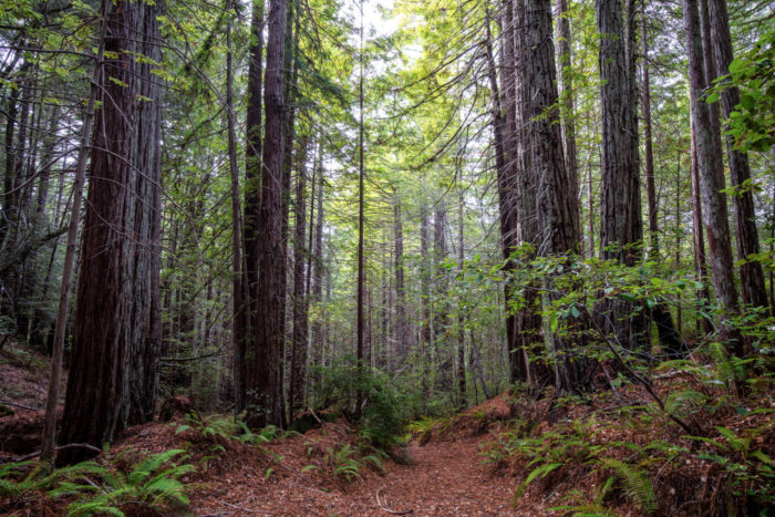 A redwood forest in Mendocinio County, California.