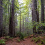 The second-growth trees exhibit late-seral characteristics, such as complex crowns and furrowed bark, indicating that they are developing into healthy old-growth trees. Photo by Max Forster (@maxforsterphotography), courtesy of Save the Redwoods League.