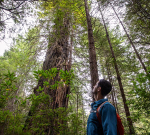Gazing up at a tall coast redwood tree in Tc’ih-Léh-Dûñ. Photo by Max Forster (@maxforsterphotography), courtesy of Save the Redwoods League.