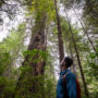 Gazing up at a tall coast redwood tree in Tc’ih-Léh-Dûñ. Photo by Max Forster (@maxforsterphotography), courtesy of Save the Redwoods League.