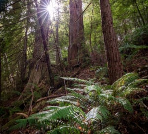 Tc’ih-Léh-Dûñ is a 523-acre property, now owned by the InterTribal Sinkyone Wilderness Council, located on California’s Lost Coast in northern Mendocino County. Photo by Max Forster, @maxforsterphotography. Courtesy of Save the Redwoods League.