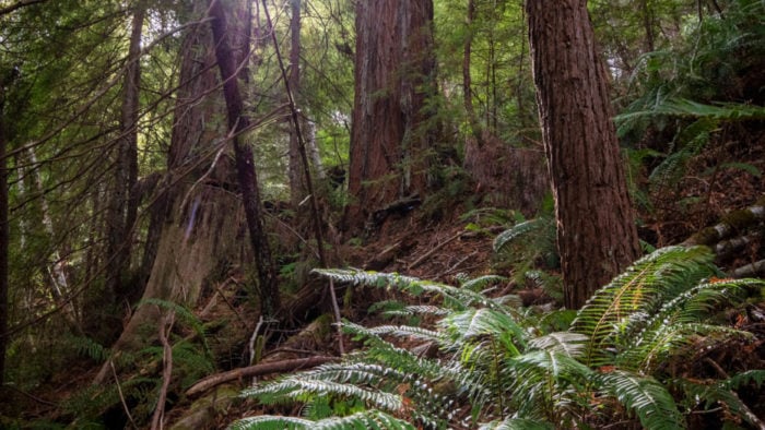 Landscape photo shot of a redwood forest
