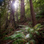 Tc’ih-Léh-Dûñ is a 523-acre property, now owned by the InterTribal Sinkyone Wilderness Council, located on California’s Lost Coast in northern Mendocino County. Photo by Max Forster, @maxforsterphotography. Courtesy of Save the Redwoods League.