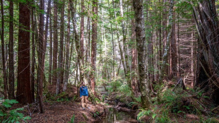 League Land Stewardship Manager, Anthony Castaños, stands creekside in Tc’ih-Léh-Dûñ. Photo by Max Forster, @maxforsterphotography. Courtesy of Save the Redwoods League.