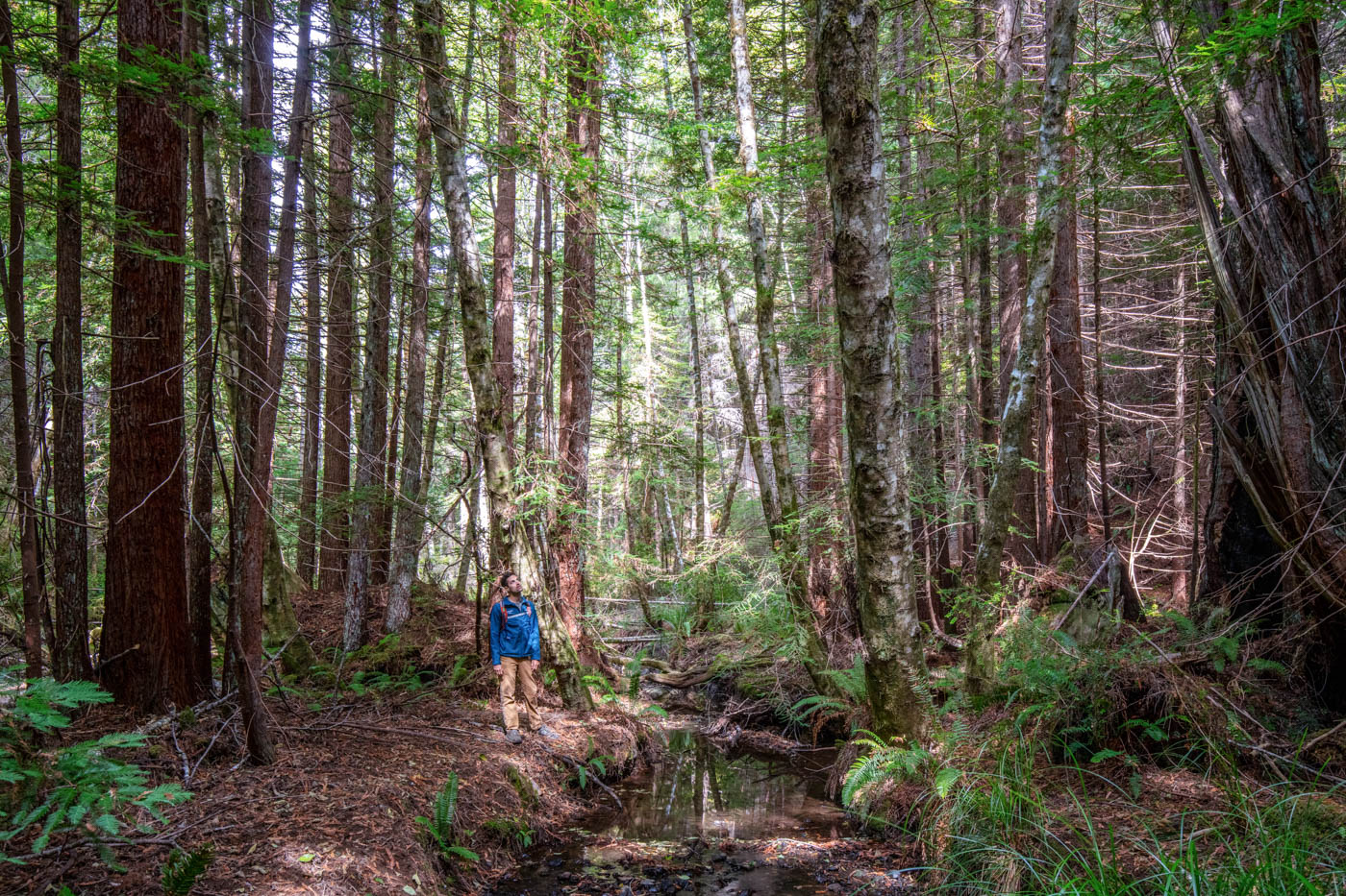 Save the Redwood League's Land Stewardship Manager, Anthony Castaños, standing creekside in Tc’ih-Léh-Dûñ. Photo by Max Forster, @maxforsterphotography. Courtesy of Save the Redwoods League.