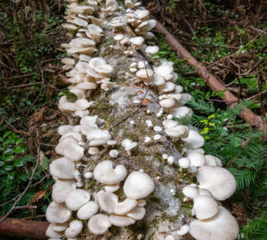 Fungus growing on a log in Tc’ih-Léh-Dûñ. Photo by Max Forster (@maxforsterphotography), courtesy of Save the Redwoods League