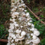 Fungus growing on a log in Tc’ih-Léh-Dûñ. Photo by Max Forster (@maxforsterphotography), courtesy of Save the Redwoods League