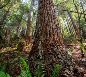 Western swordfern at the base of a coast redwood tree in Tc’ih-Léh-Dûñ. Photo by Max Forster (@maxforsterphotography), courtesy of Save the Redwoods League.