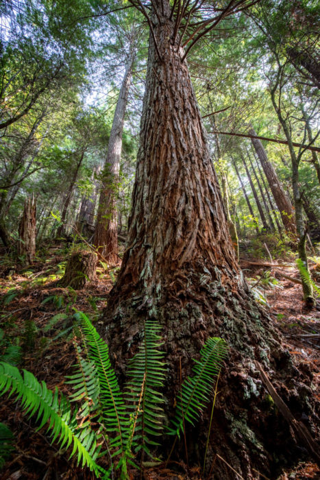 Western swordfern at the base of a coast redwood tree in Tc’ih-Léh-Dûñ.