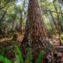 Western swordfern at the base of a coast redwood tree in Tc’ih-Léh-Dûñ. Photo by Max Forster (@maxforsterphotography), courtesy of Save the Redwoods League.