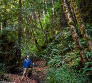 Dominated by old-growth and large second-growth coast redwoods, Tc’ih-Léh-Dûñ also consists of Douglas-fir, tanoaks, and Pacific madrones. Photo by Max Forster (@maxforsterphotography), courtesy of Save the Redwoods League.