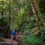 Dominated by old-growth and large second-growth coast redwoods, Tc’ih-Léh-Dûñ also consists of Douglas-fir, tanoaks, and Pacific madrones. Photo by Max Forster (@maxforsterphotography), courtesy of Save the Redwoods League.