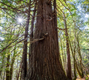 Tc’ih-Léh-Dûñ is a 523-acre property, now owned by the InterTribal Sinkyone Wilderness Council, located on California’s Lost Coast in northern Mendocino County. Photo by Max Forster (@maxforsterphotography), courtesy of Save the Redwoods League.