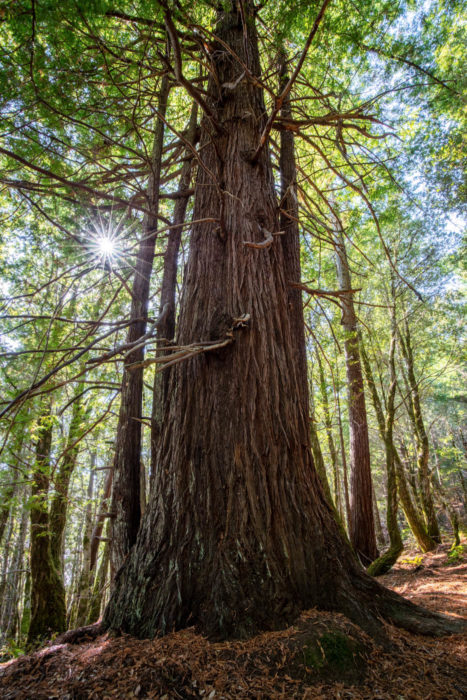 A redwood tree with the sun shining behind it.