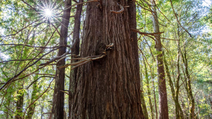 Sun corona shining through branches of a mature coast redwood