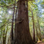 Tc’ih-Léh-Dûñ is a 523-acre property, now owned by the InterTribal Sinkyone Wilderness Council, located on California’s Lost Coast in northern Mendocino County. Photo by Max Forster (@maxforsterphotography), courtesy of Save the Redwoods League.