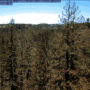 View of the coast redwood tree canopy at Big Basin Redwoods State Park in May 2021, following the CZU Lightning Complex Fires. Credit: PhenoCam Network, Phenocam.nau.edu