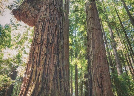 Harold Richardson Redwoods Reserve includes more than 1,450 old-growth trees, many over 300 feet tall and hundreds over 250 feet tall. Photo by Mike Shoys