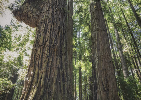 Harold Richardson Redwoods Reserve includes more than 1,450 old-growth trees, many over 300 feet tall and hundreds over 250 feet tall. Photo by Mike Shoys