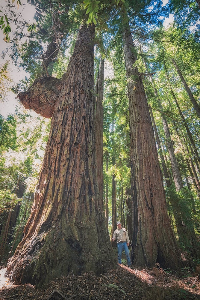 Harold Richardson Redwoods Reserve includes more than 1,450 old-growth trees, many over 300 feet tall and hundreds over 250 feet tall. Photo by Mike Shoys