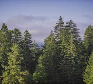 The ancient redwood forest of Harold Richardson Redwoods Reserve has remained largely untouched for thousands of years. Photo by Mike Shoys