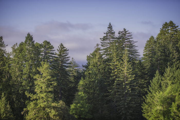 Sky over Harold Richardson Redwood Reserve