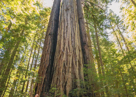 The ancient redwood forest of Harold Richardson Redwoods Reserve has remained largely untouched for thousands of years. Photo by Mike Shoys