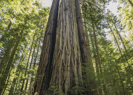 The ancient redwood forest of Harold Richardson Redwoods Reserve has remained largely untouched for thousands of years. Photo by Mike Shoys