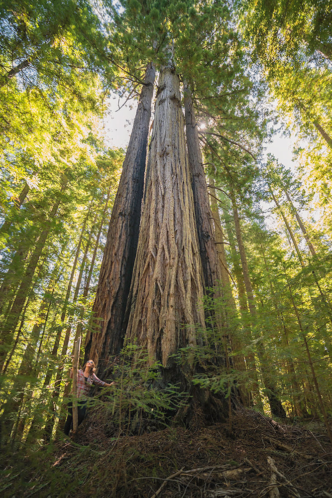 The ancient redwood forest of Harold Richardson Redwoods Reserve has remained largely untouched for thousands of years. Photo by Mike Shoys