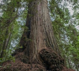 Strength and perseverance don’t necessarily have to call attention to themselves, and few trees exemplify that more than the 1,640-year-old McApin Tree on the League’s Harold Richardson Redwoods Reserve.